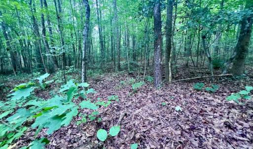 Photo #14 of SOLD property in Off 1607 SR, Warrenton, NC 5.0 acres