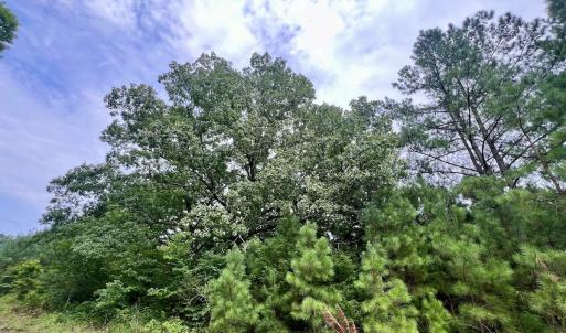 Photo #15 of SOLD property in Off 1607 SR, Warrenton, NC 5.0 acres