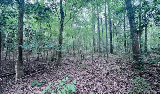 Photo #17 of SOLD property in Off 1607 SR, Warrenton, NC 5.0 acres