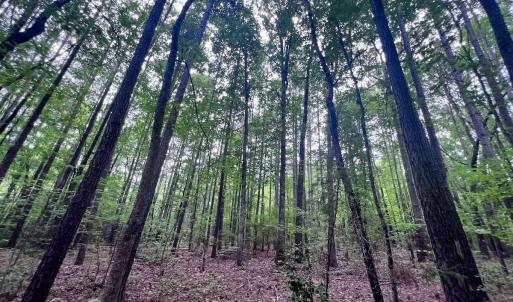 Photo #19 of SOLD property in Off 1607 SR, Warrenton, NC 5.0 acres