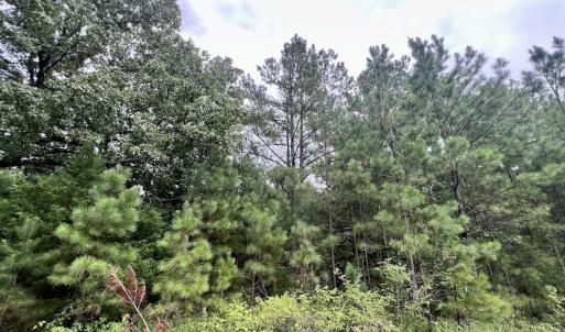 Photo #20 of SOLD property in Off 1607 SR, Warrenton, NC 5.0 acres