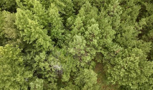 Photo #7 of SOLD property in Off 1607 SR, Warrenton, NC 5.0 acres