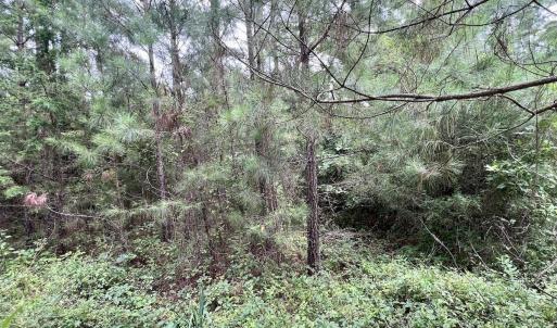 Photo #21 of SOLD property in Off 1607 SR, Warrenton, NC 5.0 acres