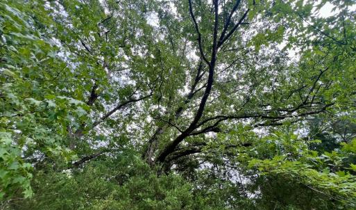 Photo #23 of SOLD property in Off 1607 SR, Warrenton, NC 5.0 acres