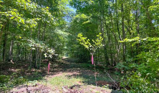 Photo #16 of SOLD property in  Off Cedar Bluff Road, Boydton, VA 105.2 acres