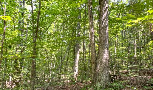 Photo #18 of SOLD property in  Off Cedar Bluff Road, Boydton, VA 105.2 acres