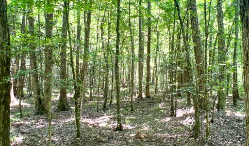 Photo #22 of SOLD property in  Off Cedar Bluff Road, Boydton, VA 105.2 acres