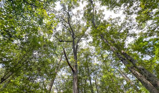 Photo #25 of SOLD property in  Off Cedar Bluff Road, Boydton, VA 105.2 acres
