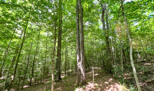 Photo #27 of SOLD property in  Off Cedar Bluff Road, Boydton, VA 105.2 acres