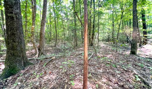 Photo #28 of SOLD property in  Off Cedar Bluff Road, Boydton, VA 105.2 acres