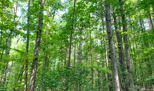 Photo #35 of SOLD property in  Off Cedar Bluff Road, Boydton, VA 105.2 acres
