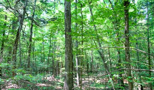 Photo #36 of SOLD property in  Off Cedar Bluff Road, Boydton, VA 105.2 acres