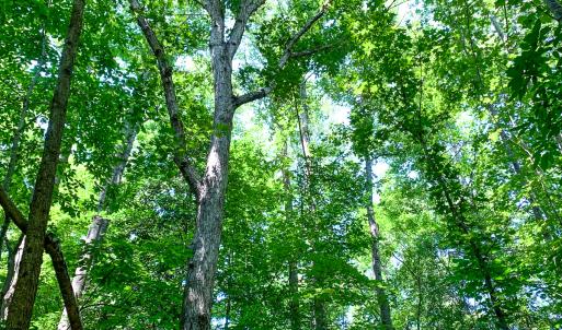 Photo #37 of SOLD property in  Off Cedar Bluff Road, Boydton, VA 105.2 acres