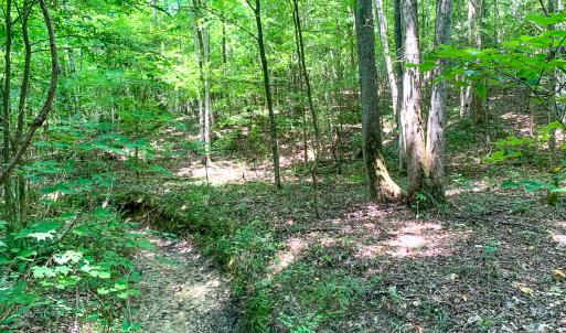 Photo #38 of SOLD property in  Off Cedar Bluff Road, Boydton, VA 105.2 acres