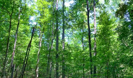 Photo #39 of SOLD property in  Off Cedar Bluff Road, Boydton, VA 105.2 acres