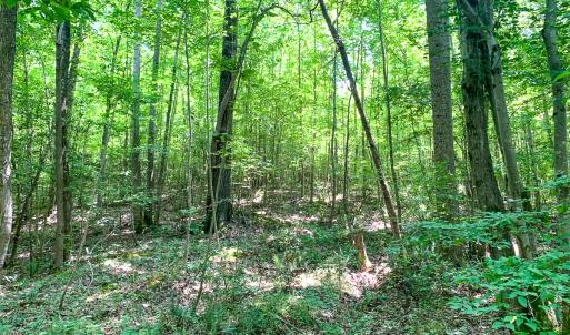 Photo #40 of SOLD property in  Off Cedar Bluff Road, Boydton, VA 105.2 acres