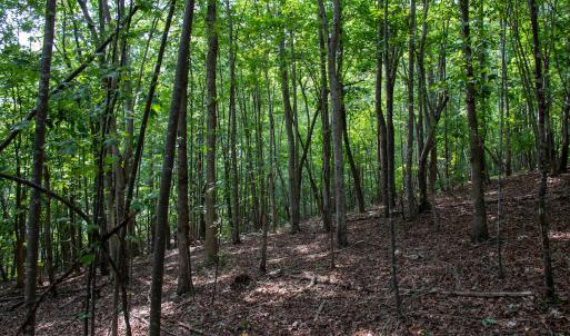 Photo #24 of SOLD property in OFF Deer Haven Dr, Callands, VA 74.5 acres