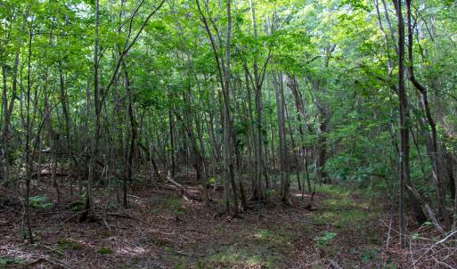 Photo #31 of SOLD property in OFF Deer Haven Dr, Callands, VA 74.5 acres
