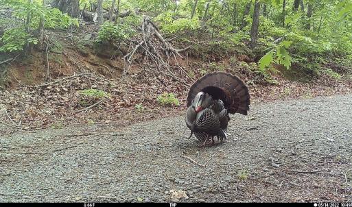 Photo #39 of SOLD property in OFF Deer Haven Dr, Callands, VA 74.5 acres