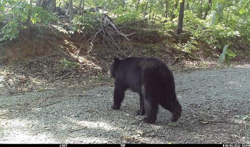 Photo #40 of SOLD property in OFF Deer Haven Dr, Callands, VA 74.5 acres