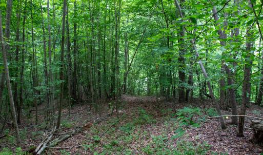 Photo #14 of SOLD property in Off Nicole Dr, Martinsville, VA 35.1 acres