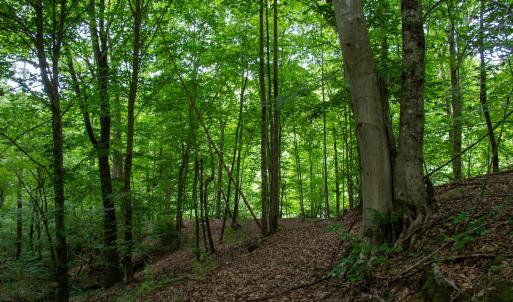 Photo #15 of SOLD property in Off Nicole Dr, Martinsville, VA 35.1 acres