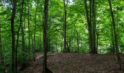 Photo #9 of SOLD property in Off Nicole Dr, Martinsville, VA 35.1 acres