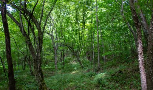 Photo #21 of SOLD property in Off Nicole Dr, Martinsville, VA 35.1 acres