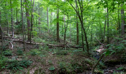 Photo #22 of SOLD property in Off Nicole Dr, Martinsville, VA 35.1 acres