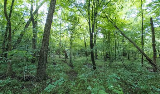 Photo #20 of Off NC Highway 86 North, Providence, NC 13.8 acres