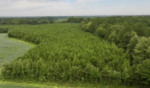 Photo #12 of SOLD property in 947 Harrells Siding Rd, Kelford, NC 34.5 acres