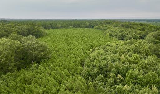 Photo #20 of SOLD property in 947 Harrells Siding Rd, Kelford, NC 34.5 acres