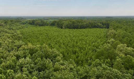 Photo #3 of SOLD property in 947 Harrells Siding Rd, Kelford, NC 34.5 acres