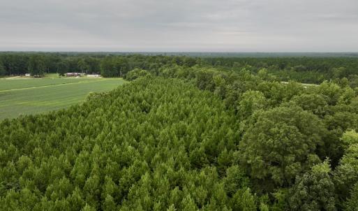 Photo #6 of SOLD property in 947 Harrells Siding Rd, Kelford, NC 34.5 acres