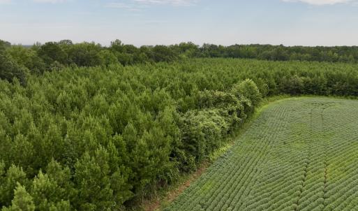 Photo #9 of SOLD property in 947 Harrells Siding Rd, Kelford, NC 34.5 acres