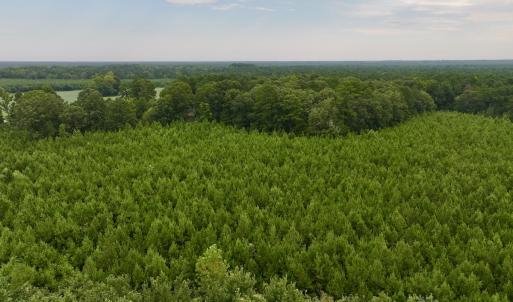 Photo #22 of SOLD property in 947 Harrells Siding Rd, Kelford, NC 34.5 acres