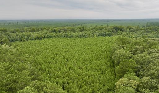 Photo #24 of SOLD property in 947 Harrells Siding Rd, Kelford, NC 34.5 acres