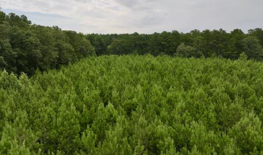 Photo #28 of SOLD property in 947 Harrells Siding Rd, Kelford, NC 34.5 acres