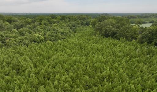 Photo #29 of SOLD property in 947 Harrells Siding Rd, Kelford, NC 34.5 acres