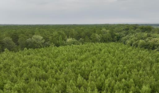 Photo #30 of SOLD property in 947 Harrells Siding Rd, Kelford, NC 34.5 acres