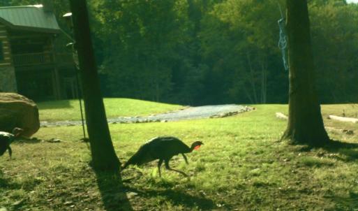 Photo #56 of SOLD property in 2888 Wheats Valley Rd, Bedford, VA 161.4 acres