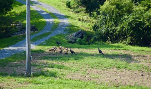 Photo #61 of SOLD property in 2888 Wheats Valley Rd, Bedford, VA 161.4 acres