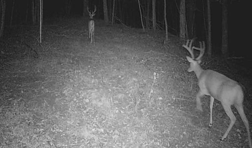 Photo #76 of SOLD property in 2888 Wheats Valley Rd, Bedford, VA 161.4 acres