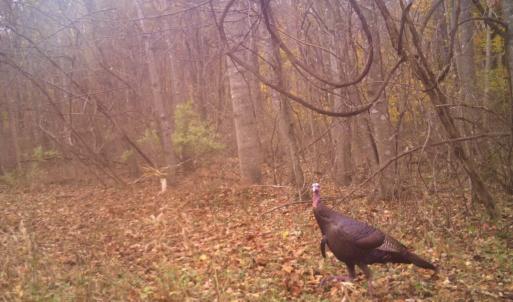 Photo #104 of SOLD property in 2888 Wheats Valley Rd, Bedford, VA 161.4 acres