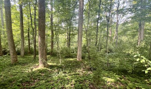 Photo #17 of Off of Amy Lane, Moneta, VA 6.6 acres