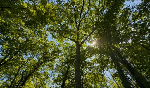 Photo #14 of SOLD property in Off Aldridge Road, Yanceyville, NC 56.6 acres