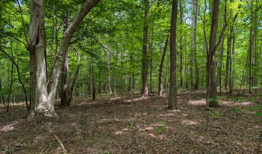 Photo #21 of SOLD property in Off Aldridge Road, Yanceyville, NC 56.6 acres