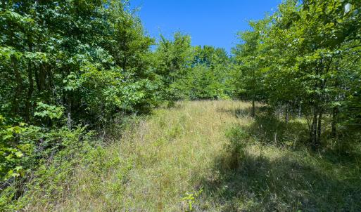 Photo #28 of SOLD property in Off Aldridge Road, Yanceyville, NC 56.6 acres