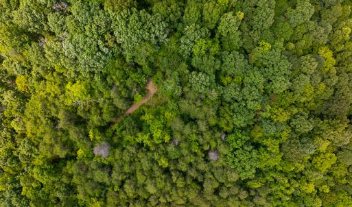 Photo #34 of SOLD property in Off Aldridge Road, Yanceyville, NC 56.6 acres