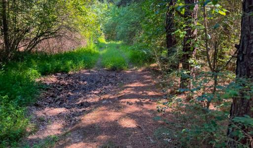Photo #6 of SOLD property in Off White Street, Warrenton, NC 17.5 acres